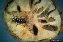 Anoplophora