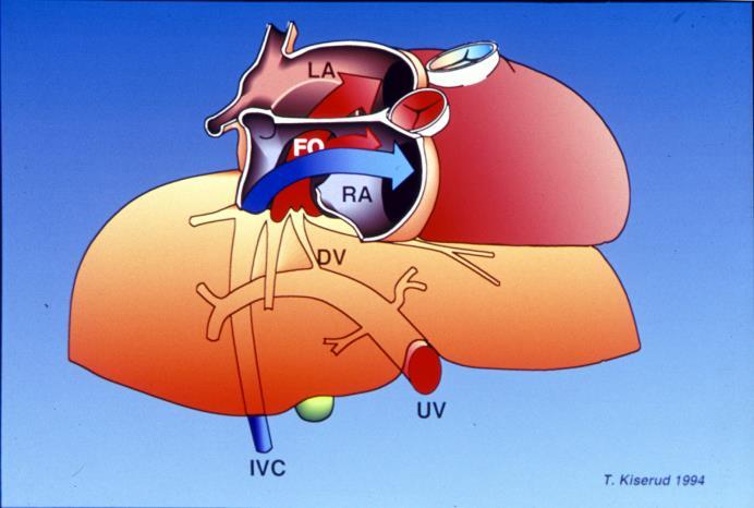Chronicus magzati hypoxia - perifériás ellenállás szelektív változása - emelkedett placentáris impedancia Cardialis hatás - nehezített coronariakeringés (polcytaemia, vér viszkozitás) - gyengült