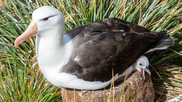 Dákkár garra eallineavttuiguin birgejit dušše muhtin eallišlájat geat áiggiid čađa leat heivehuvvon dákkár guorba ja ruosti buolaš guovllus eallit.