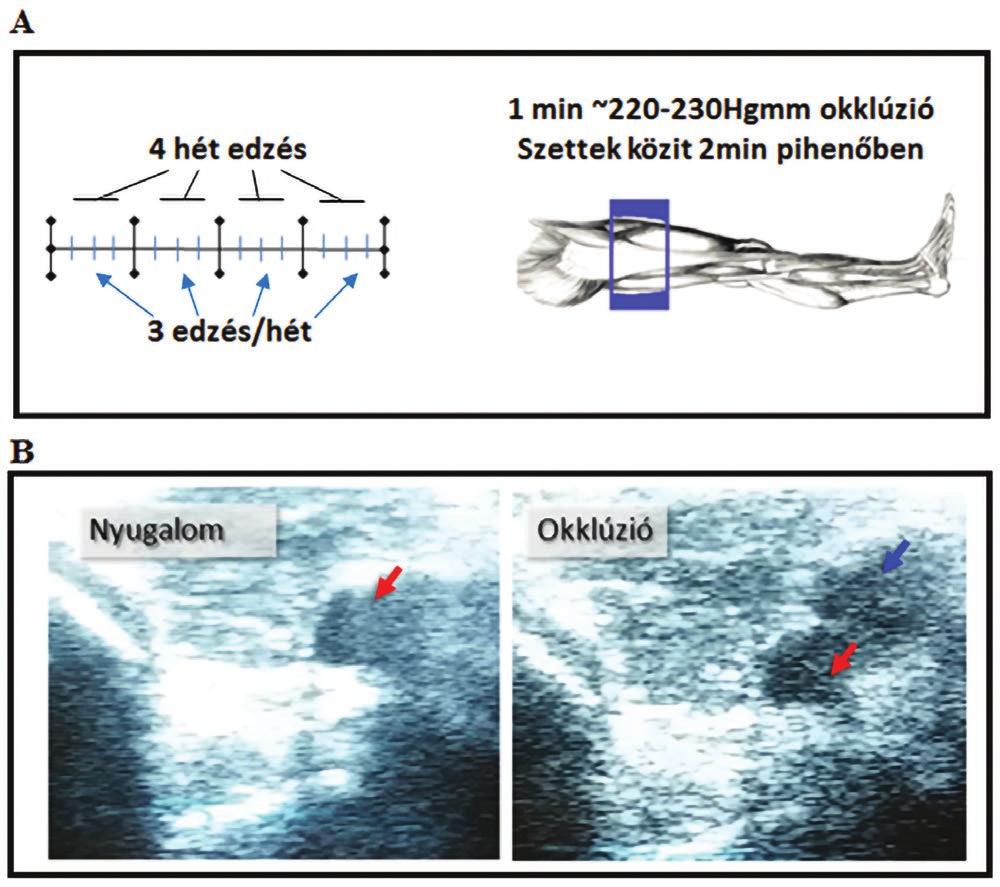 Torma: The effect of resting period occlusion on average velocity characteristics during... 1. táblázat A vizsgálatban résztvevő alanyok alapvető antropometriai és életkor adatai (O.