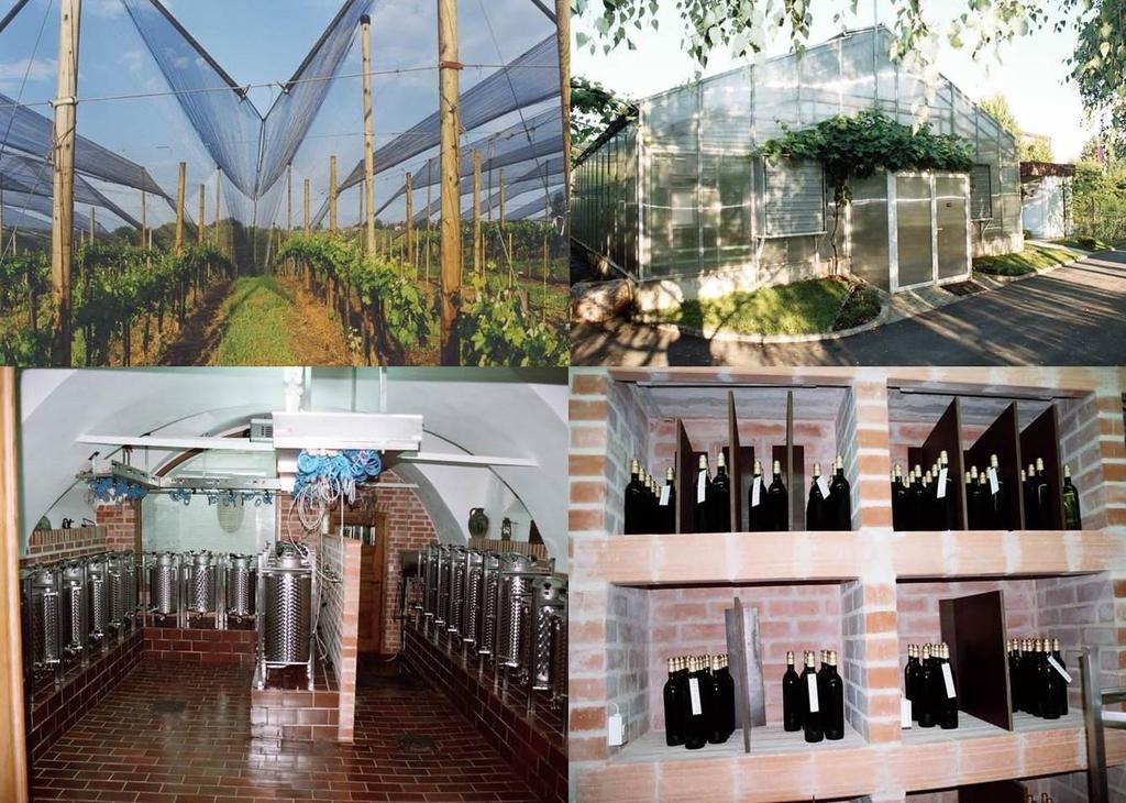 142 A klónszelekciót a szőlőnél független feladatként, a Szőlőfajták szelekciója és speciális vizsgálata keretében végezzük, amelyet a Mezőgazdasági, Erdészeti és Élelmiszeripari Minisztérium