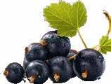 Multivitamin