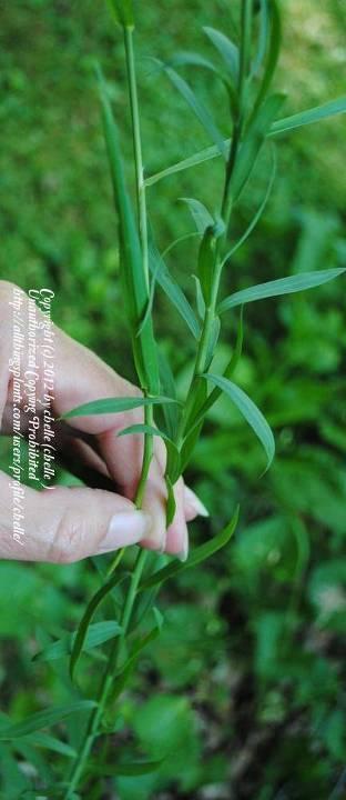 LINUM USITATISSIMUM len