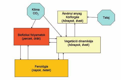 A klímaváltozás hatása az ökológiai közösségekre 179 lehetett a modelleket (klíma és vegetáció) egymáshoz közelíteni, hosszas számításokat eredményezve.