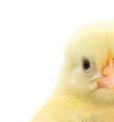 VITALITÁS-FOKOZÓK ÚJSZÜLÖTT ÁLLATOKNAK CÉLÁLLATFAJ: BAROMFI CHICK BOOST TAKARMÁNY-KIEGÉSZÍTŐ NAPOSCSIBÉK, PULYKAPIPÉK ÉS