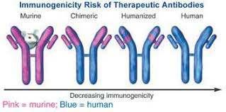 Immunogenitás A biológikumoklegjelentősebb kockázati tényezője az immunogenitás Komplex szerkezetű molekulák az immunrendszer felismeri Lehetetlen előrejelezni a teljesen humanizált