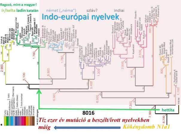 A többnyelvűség nem előny! Sőt, most kifejezetten hátrány, az önjavítás beindulásának hátráltatásával.