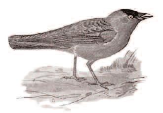 Lássuk ezután, hogy milyen madár is tulajdonképpen a községnek nevet adó csóka? A csóka tudományos, latin neve: Corvus monedula.