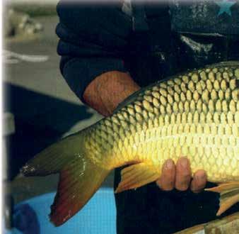 A Ráckevei (Soroksári) Duna-ág élővilága, a halak és horgászatuk - PDF  Ingyenes letöltés