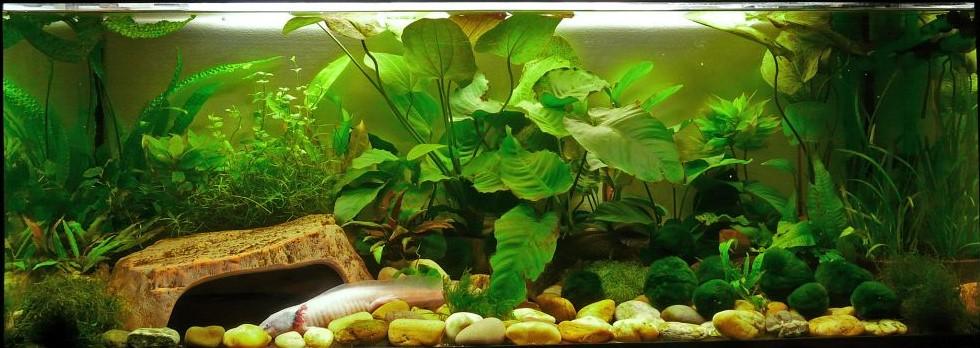 10 cm-nél hosszabb és felnőtt axolotlok számára ajánlott akvárium: Axolotl Minimum akvárium Axolotl Minimum akvárium 1-3 db 100x40x40 cm 6 db 150x50x40 cm 4 db 120x40x40 cm 7 db 145x60x40 cm 5 db