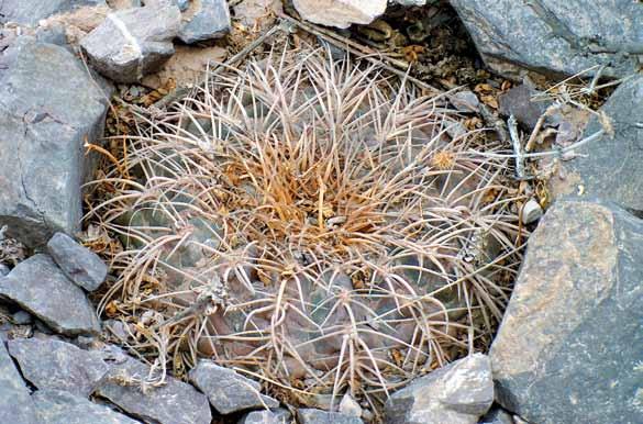 12 Debreceni Pozsgástár 2010/4. 5. kép: Ugyancsak Argentína, Salta, a Quebrada del Toro völgyben tenyésző Gymnocalycium spegazziniival. rosae, schroederianum, taningense, walteri és uebelmannianum.