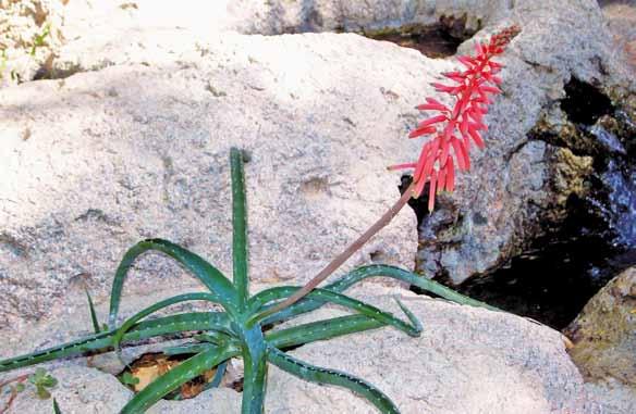 13 Tom McCoy és John Lavranos Aloe zakamisyi (Aloaceae), egy új Aloe Madagaszkár Tsingy területérõl Zusammenfassung: Ein Besonderes Gebiet von Madagaskar ist der Nationalpark Tsingy.