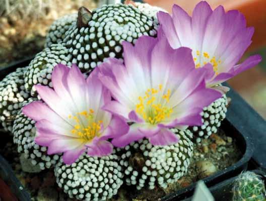 17 Kiss László A Mammillaria luethyi Zusammenfassung: Der Artikel stellt Mammillaria luethy vor, die eine der Arten mit schönsten Blumen ihrer Gattung ist.