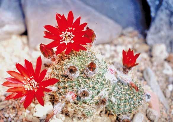 35 1. kép: Virágzó Rebutia borealis. jobb és bal oldalt, valamint alul helyezkednek el.