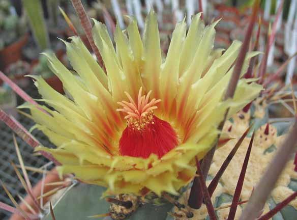 41 4. kép: Gyűjteményének egyik ékessége a virágzó Ferocactus rectispinus.