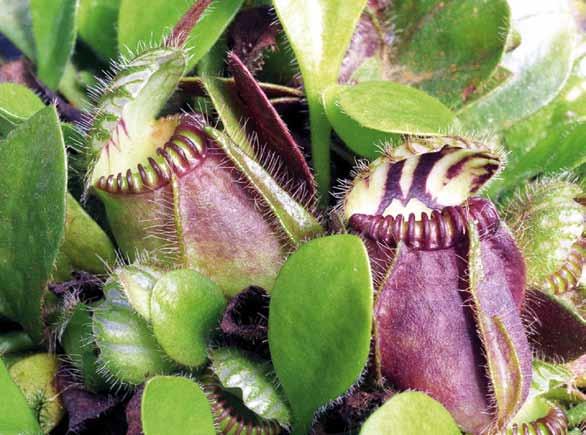 47 47 12. kép: Egy rovaremésztő: Cephalotus follicularis. időre. Van egerészölyv, gólya, csíz, őszapó, széncinke, kakukk, rigó, fácán de lehetne még folytatni a sort.