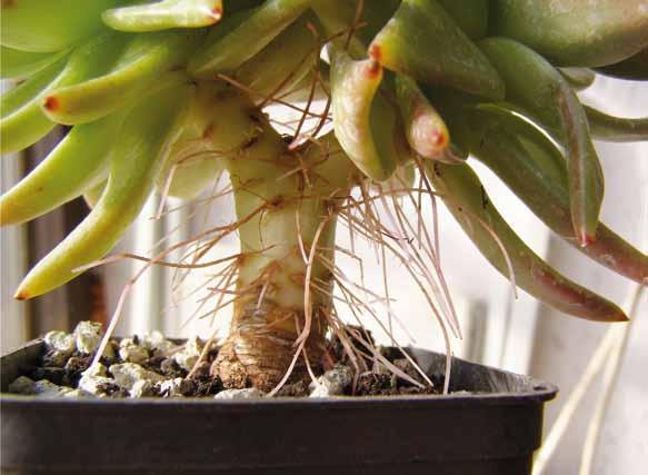 51 2. kép: Echeveria agavoides szára a léggyökerekkel. a 8-10 C körüli hőmérsékletű hely. Ez üveges veranda, kevéssé fűtött szoba ablakának közelében, vagy üvegházi elhelyezés lehet.