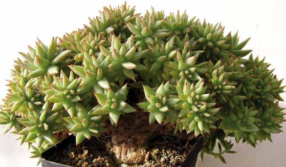 52 Néhány fajt ismerjünk meg közelebbről az alábbiakban. Echeveria agavoides E fajnak hazája Közép-Mexikó, ahol nyílt sziklás területeken él. Változatos, kb. 15 cm átmérőjű levélrozettát nevel.