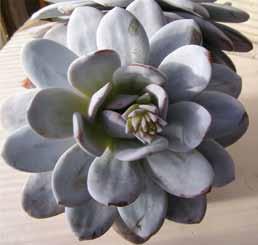 kép: Echeveria elegans kifejlődésben lévő virágzata. E fajnak a hazája szintén a mexikói Oaxaca állam területén található.