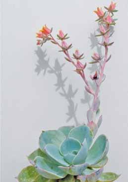 15. kép: Echeveria Gilva az Echeveria agavoides és az Echeveria elegans hibridje.