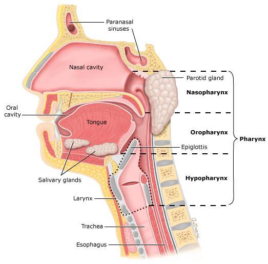 Kivizsgálás anatómiai (al)régiók szájüreg ajkak, bucca, nyelv elülső része, szájfenék, kemény szájpad, felső-alsó gingiva nasopharynx oropharynx tonsillák, hátsó garatívek, nyelvgyök (nyelv hátsó