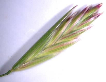LOLIUM PERENNE angolperje