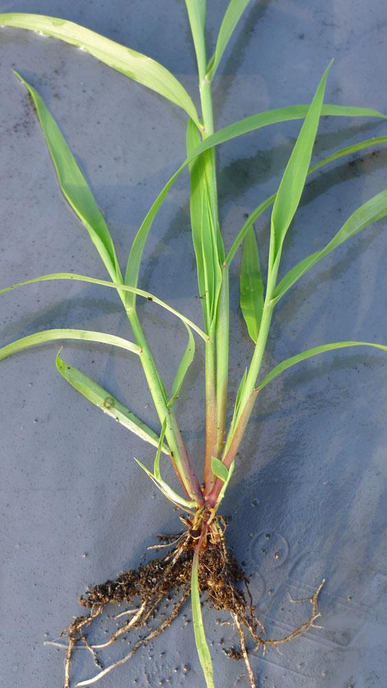 DACTYLIS GLOMERATA