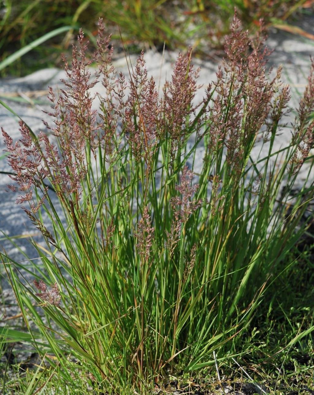 AGROSTIS STOLONIFERA tarackos tippan Elsőrendű pázsitfű; egy klonális (indás) aljfű Üde élőhelyek évelő pázsitfűfaja;