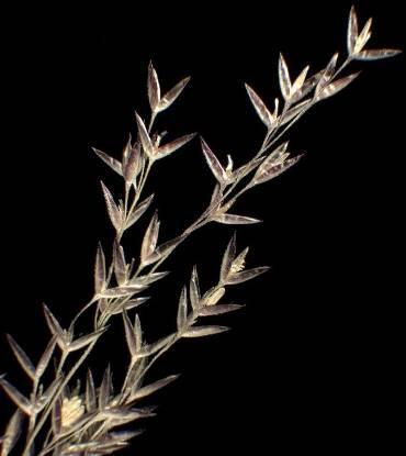 AGROSTIS STOLONIFERA