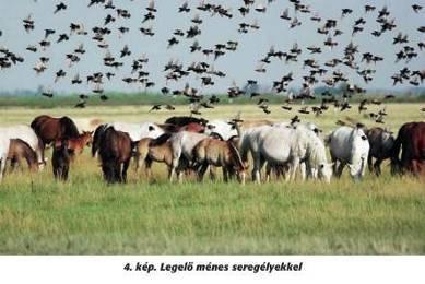 A gyepek növénytársulások, ahol: a domináns növényfajok a Poaceae családba tartozó füvek
