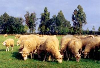 egyáltalán nem találhatók cserjék és fák az élőhely jellegét a Poaceae családba tartozó
