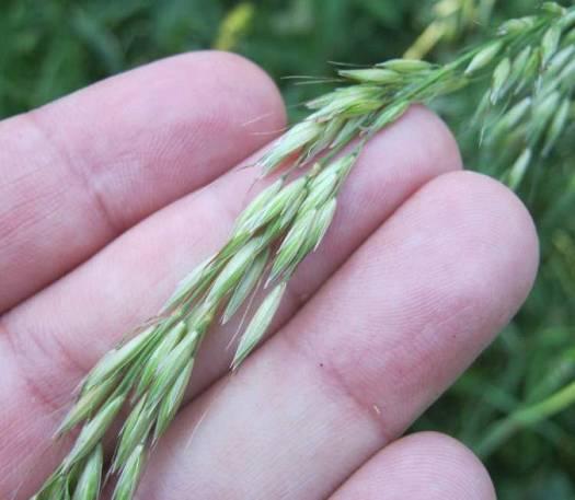 ARRHENATHERUM ELATIUS