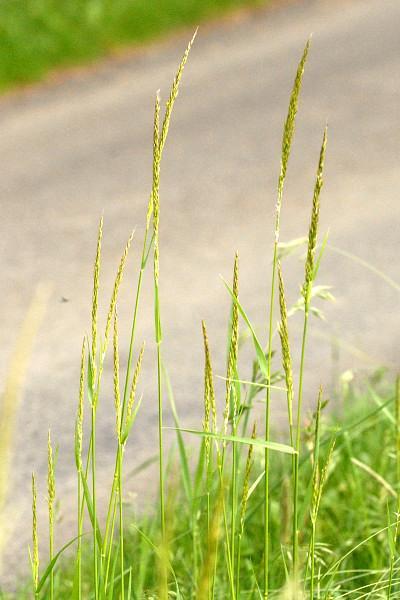 TRISETUM FLAVESCENS aranyzab Elsőrendű pázsitfű; egy lazabokrú szálfű A legelést kevésbé tűri (lassan nő) Sok D 3 -vitamint (glikozidokból felszabaduló kalcitriolt) tartalmaz kalcinózis a kalcitriol