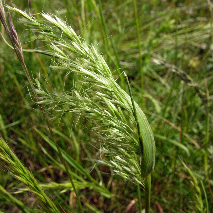 TRISETUM FLAVESCENS