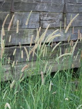 PHLEUM PRATENSE réti komócsin Elsőrendű pázsitfű; egy lazabokrú szálfű Üde élőhelyek évelő pázsitfűfaja Kiváló takarmánynövény; a ló és a marha szereti a szénáját Virágzása után csak lassan válik túl