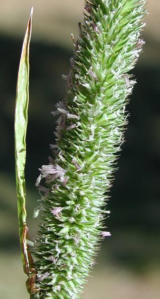 PHLEUM PRATENSE