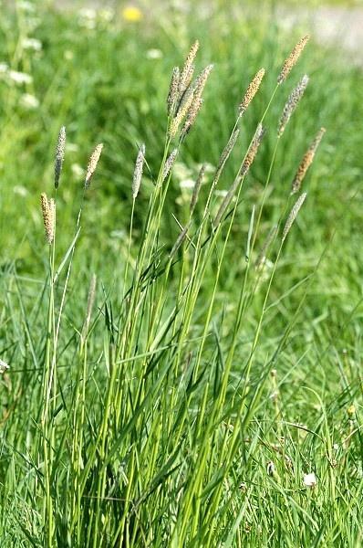 ALOPECURUS PRATENSIS réti ecsetpázsit Elsőrendű pázsitfű; egy lazabokrú szálfű Évelő; üde élőhelyeken Főleg szénának használják Miután