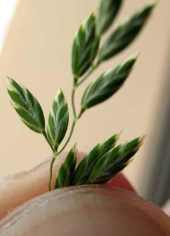 POA PRATENSIS réti perje Magassága