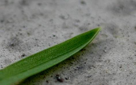 Nyelvecskéje (1-2 mm) lekerekített,