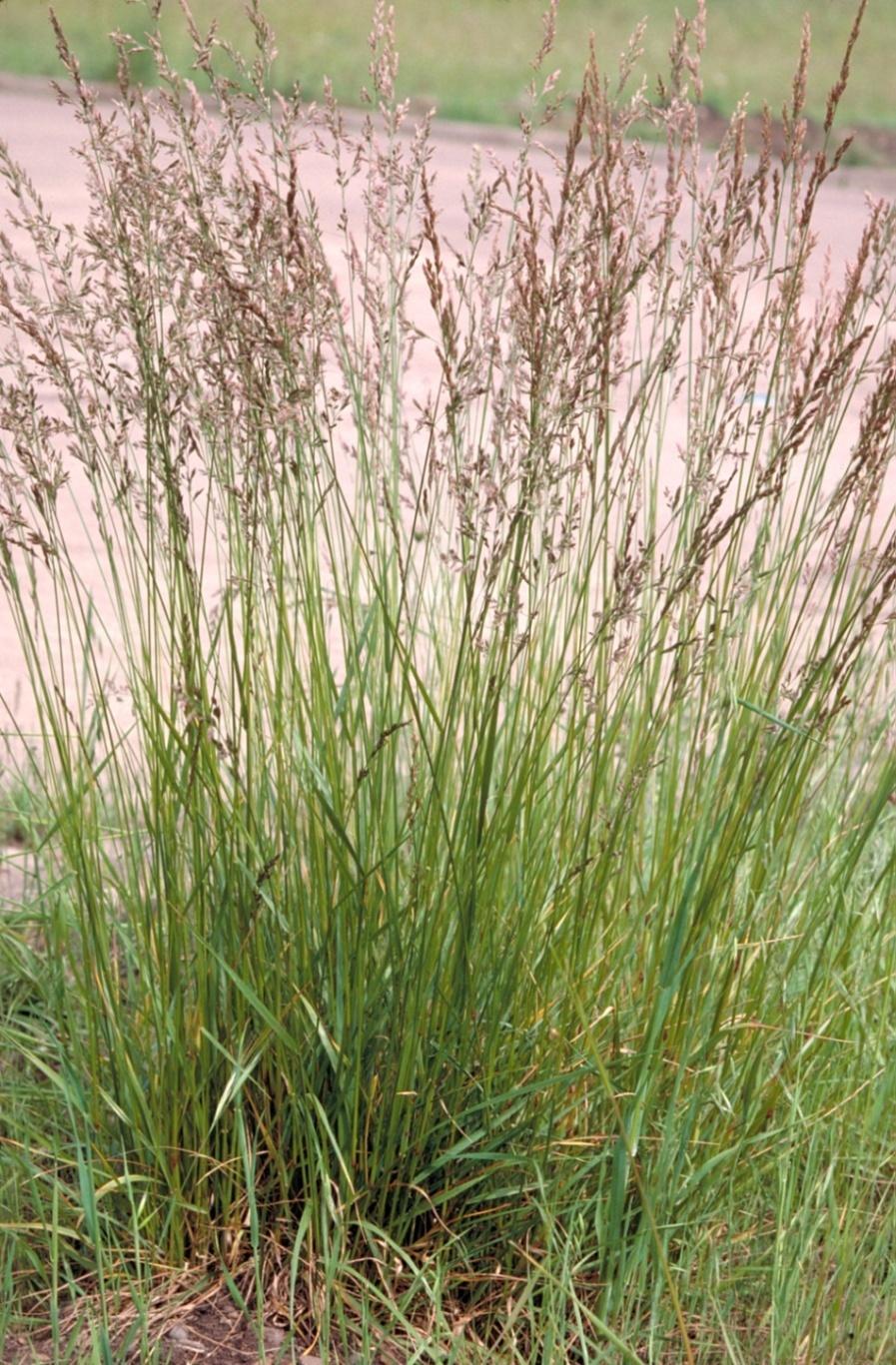 FESTUCA ARUNDINACEA nádképű csenkesz Másodrendű pázsitfű; egy lazabokrú szálfű Nincsenek indái és rhizómái Üde élőhelyek, évelő