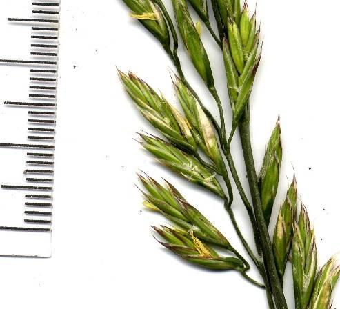 FESTUCA ARUNDINACEA nádképű csenkesz Magassága