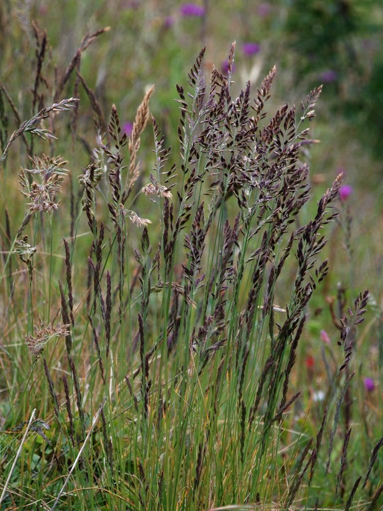 FESTUCA RUBRA vörös csenkesz Másodrendű pázsitfű; egy klonális aljfű Évelő; száraz (főleg hegyi) gyepekben