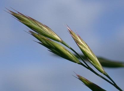 FESTUCA RUBRA