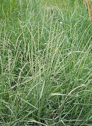 ELYMUS (Agropyron) REPENS tarackbúza Harmadrendű