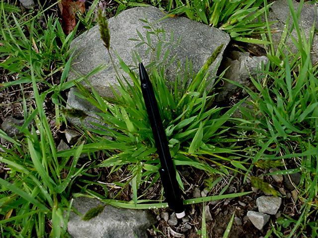 ANTHOXANTHUM ODORATUM illatos (szagos) borjúpázsit Harmadrendű