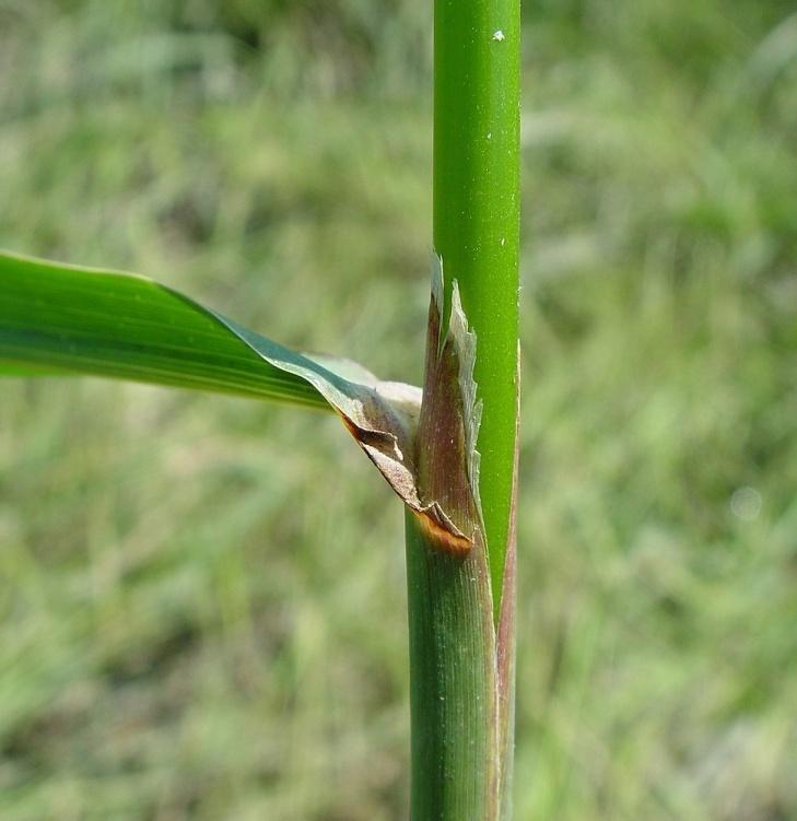 ANTHOXANTHUM ODORATUM