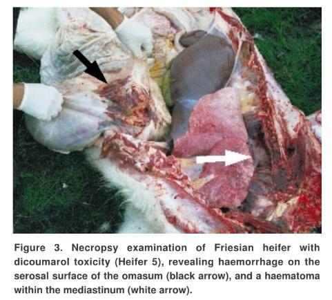 Szagos borjúpázsit okozta mérgezés egy esete An investigation commenced following the deaths of nine yearling heifers and three mature cows.