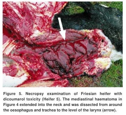 Death usually followed a period of illness lasting 3 to 5 days, however three deaths (one cow and two heifers) occurred suddenly in apparently normal