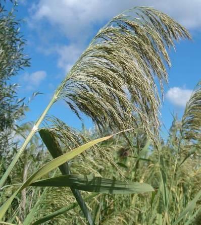 Phragmites australis -