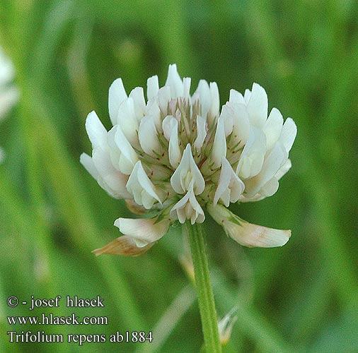 TRIFOLIUM REPENS fehér here Elterjedés: Európaszerte, Ázsiába és az USA-ba behurcolták Évelő Parkokban, mesterséges gyepekben;